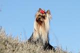 YORKSHIRE TERRIER 192